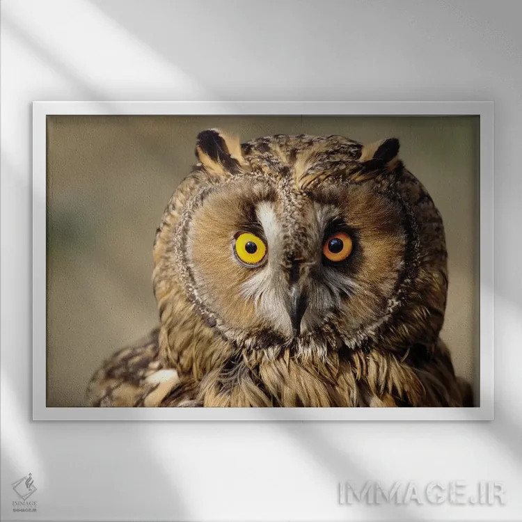 تابلو جغد اثر گوران آناستاسوفسکی (عکاس طبیعت مقدونیه) - نمای قابدار سفید