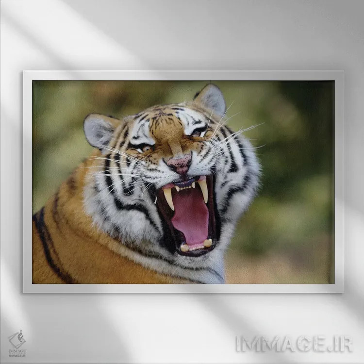 تابلو غرش ببر اثر گوران آناستاسوفسکی (عکاس طبیعت مقدونیه) - نمای قابدار سفید