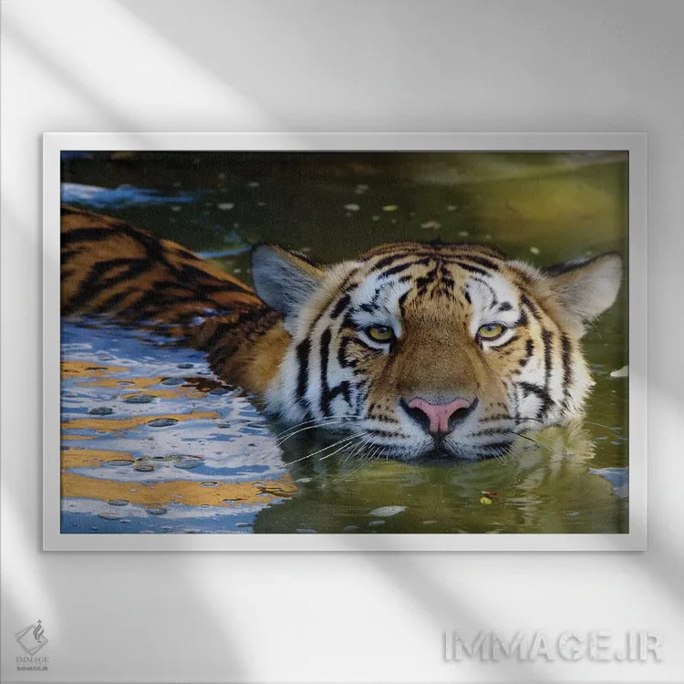 تابلو ببر ششم اثر گوران آناستاسوفسکی (عکاس طبیعت مقدونیه) - نمای قابدار سفید