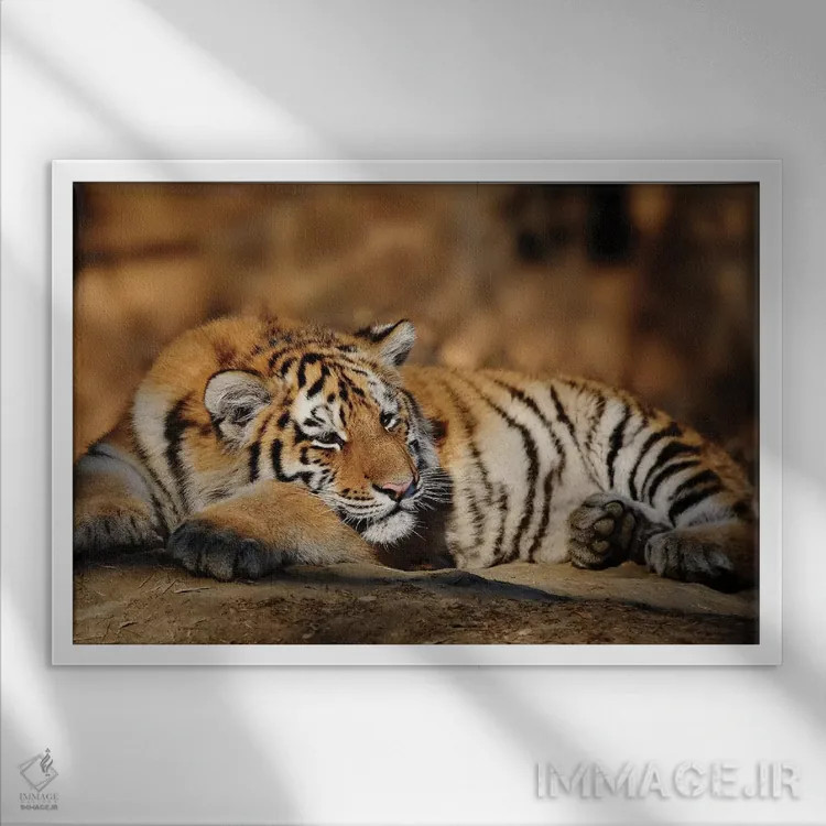 تابلو ببر دوازدهم اثر گوران آناستاسوفسکی (عکاس طبیعت مقدونیه) - نمای قابدار سفید