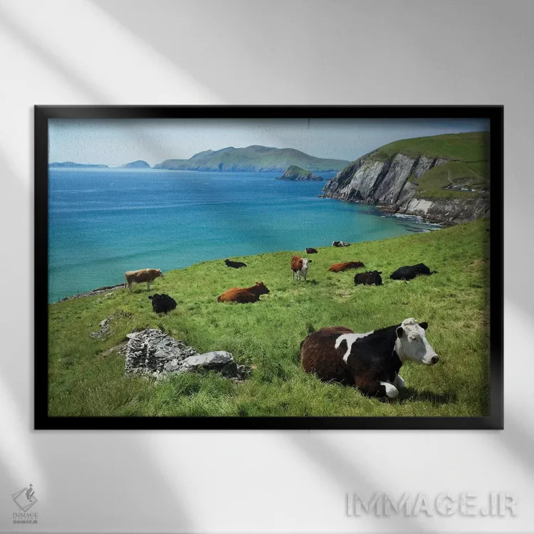 تابلو گاوهای در حال استراحت بالای خلیج کومینول، شبهجزیره باورگل، شهرستان کری، ایرلند اثر گارث مککورمک - نمای قابدار مشکی