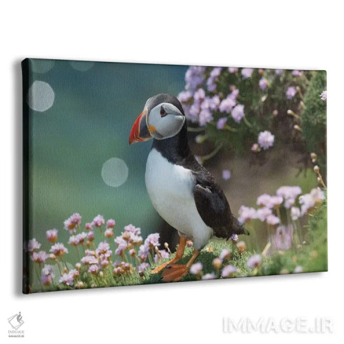تابلو مرغ دریایی پافین دوم، جزیره بزرگ سالتی، شهرستان وکسفورد، ایرلند اثر گارث مککورمک - نمای پرسپکتیو محصول