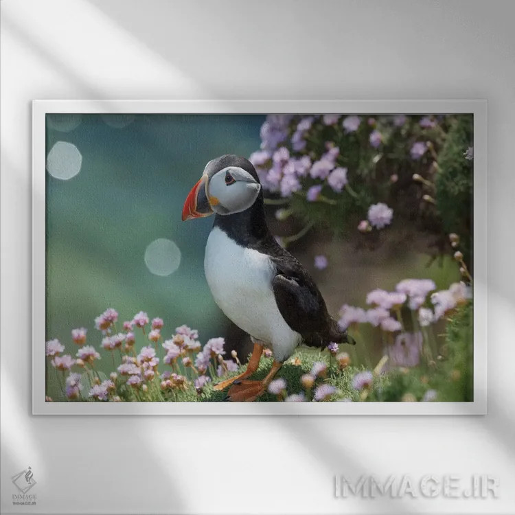 تابلو مرغ دریایی پافین دوم، جزیره بزرگ سالتی، شهرستان وکسفورد، ایرلند اثر گارث مککورمک - نمای قابدار سفید