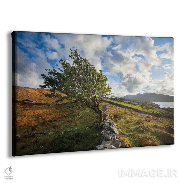 تابلو زالزالک بادزده روی تپه بالای بندر کیلاری اول، کنمارا، شهرستان گالوی، ایرلند اثر گارث مککورمک - نمای پرسپکتیو محصول