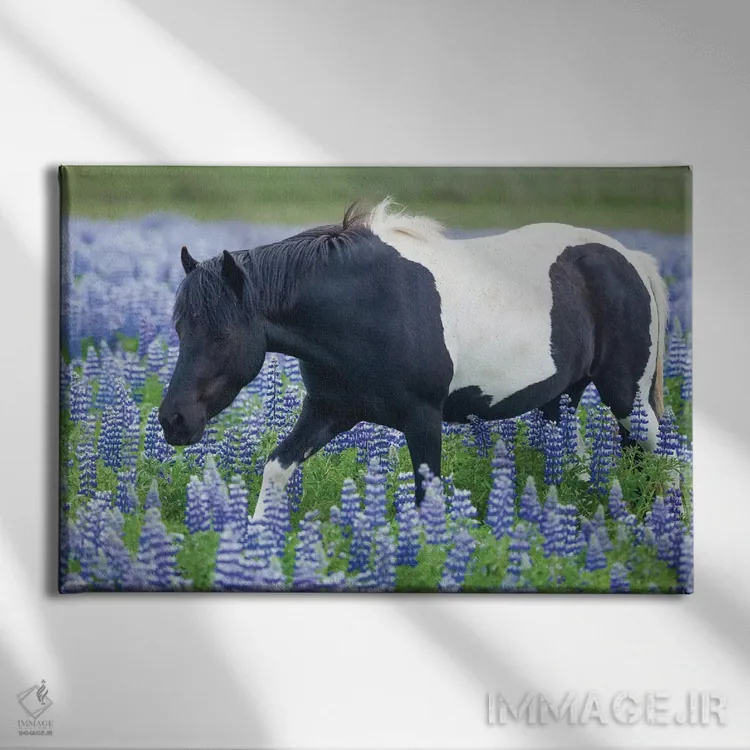 تابلو پونی ایسلندی و لوپینها اثر گارث مککورمک - نمای روبهرو روی دیوار