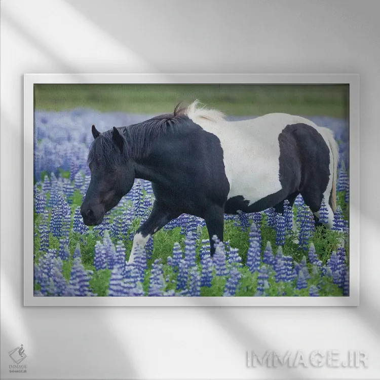 تابلو پونی ایسلندی و لوپینها اثر گارث مککورمک - نمای قابدار سفید