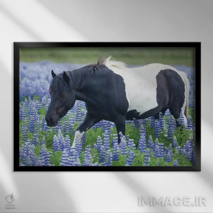 تابلو پونی ایسلندی و لوپینها اثر گارث مککورمک - نمای قابدار مشکی