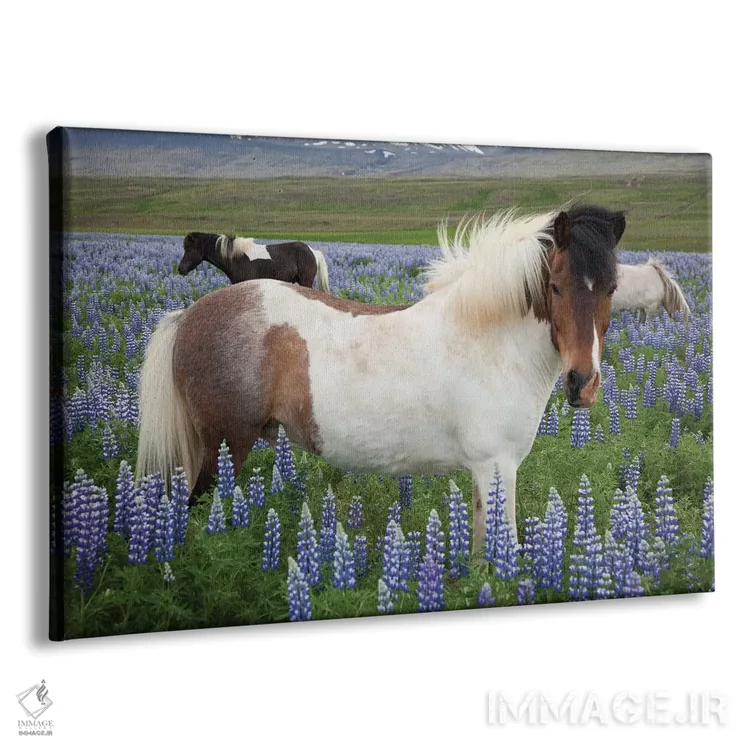 تابلو اسبهای ایسلندی در مرغزاری از گلهای لوپین نوتکا، وارمالید، اسکاگافیوردور، نوردورلاند وسترا، ایسلند اثر گارث مککورمک - نمای پرسپکتیو محصول