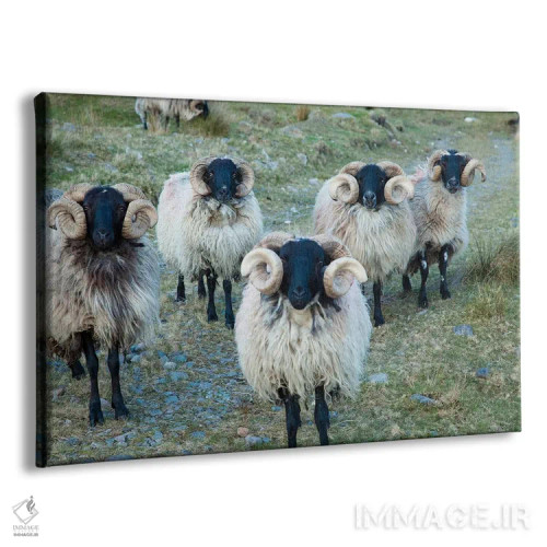 تابلو قوچهای سیاهچهره مایو، دره اریف، شهرستان مایو، استان کوناکت، جمهوری ایرلند اثر گارث مککورمک - نمای پرسپکتیو محصول