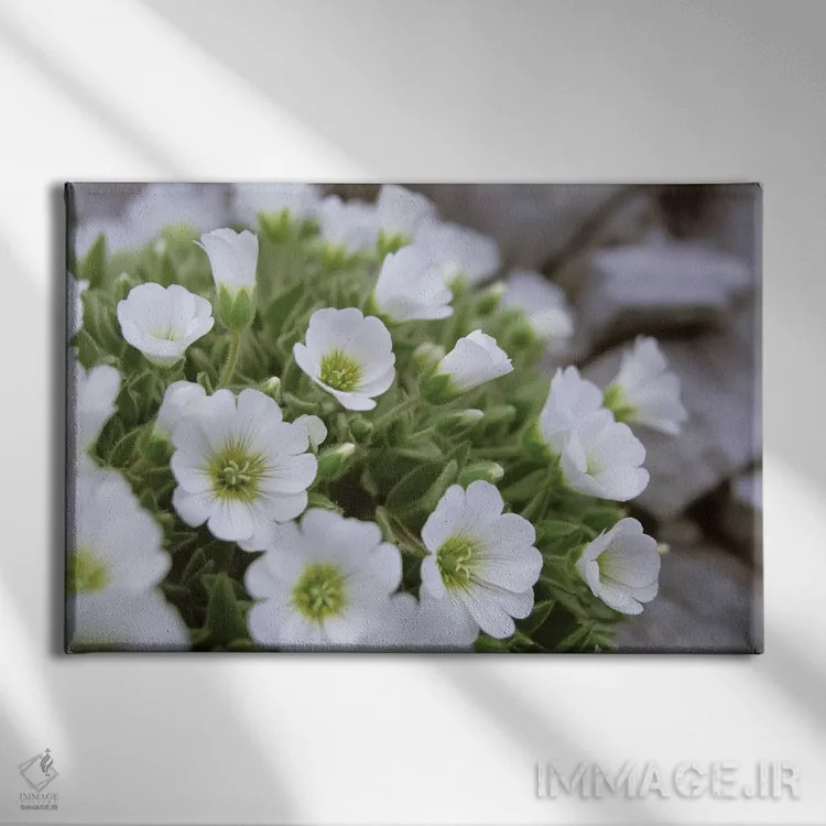 تابلو گل آون کوهی، آلپ مرکزی شرقی، اتریش اثر گارث مککورمک - نمای روبهرو روی دیوار