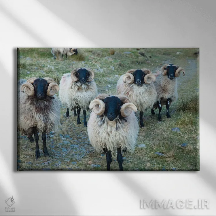 تابلو قوچهای سیاهچهره مایو، دره اریف، شهرستان مایو، استان کوناکت، جمهوری ایرلند اثر گارث مککورمک - نمای روبهرو روی دیوار