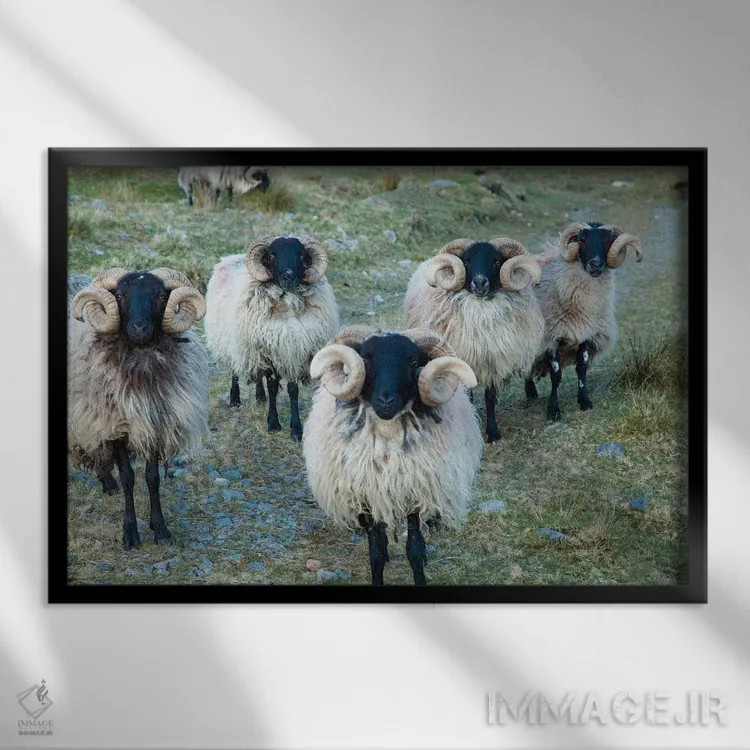 تابلو قوچهای سیاهچهره مایو، دره اریف، شهرستان مایو، استان کوناکت، جمهوری ایرلند اثر گارث مککورمک - نمای قابدار مشکی