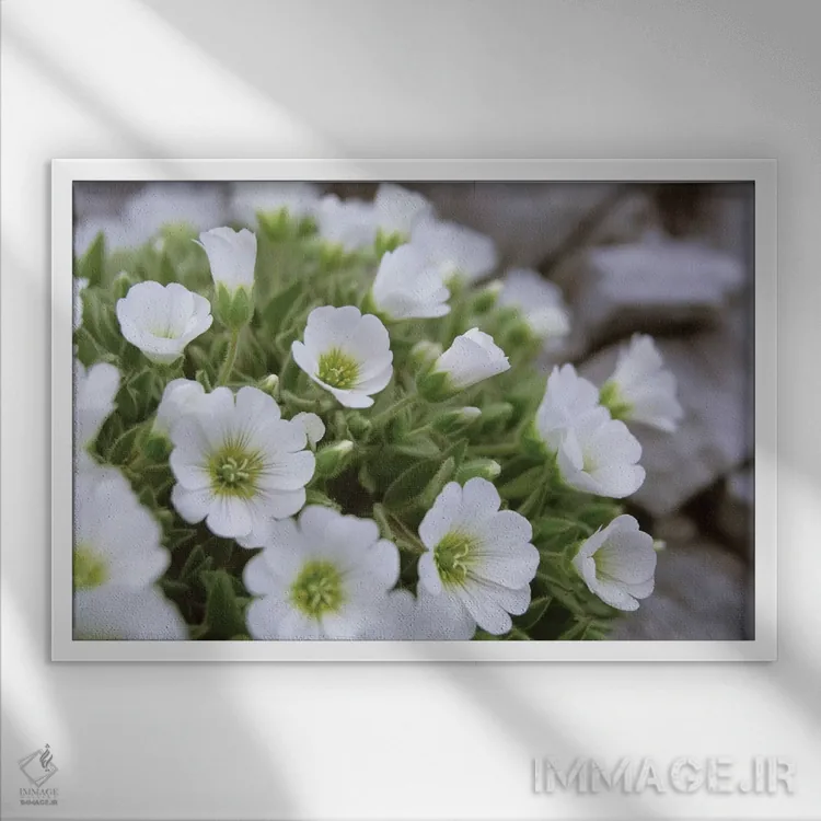 تابلو گل آون کوهی، آلپ مرکزی شرقی، اتریش اثر گارث مککورمک - نمای قابدار سفید