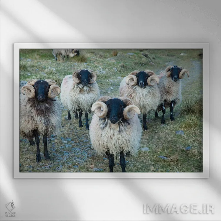 تابلو قوچهای سیاهچهره مایو، دره اریف، شهرستان مایو، استان کوناکت، جمهوری ایرلند اثر گارث مککورمک - نمای قابدار سفید