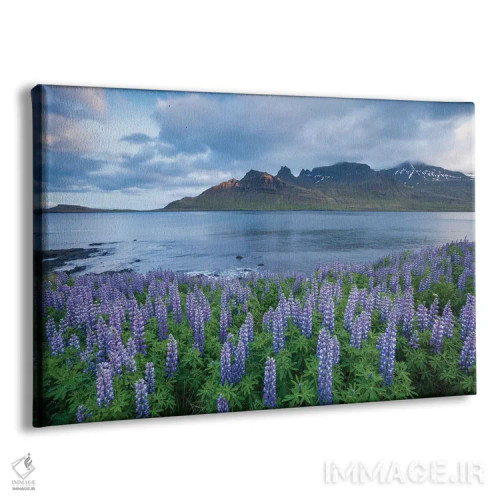 تابلو گل لوپین نوتکا اول، فیورد ستودوارفیوردور، آستولند، ایسلند اثر گارث مککورمک - نمای پرسپکتیو محصول