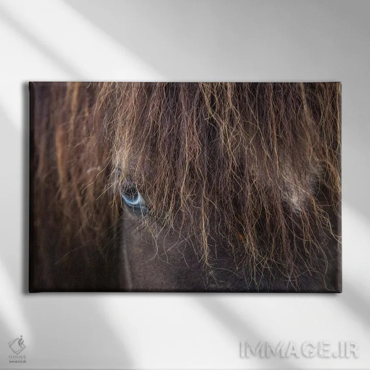 تابلو اسب ایسلندی چشمآبی، وارمالید، اسکاگافیوردور، نوردورلاند وسترا، ایسلند اثر گارث مککورمک - نمای روبهرو روی دیوار