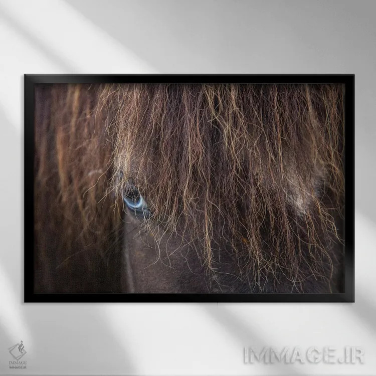 تابلو اسب ایسلندی چشمآبی، وارمالید، اسکاگافیوردور، نوردورلاند وسترا، ایسلند اثر گارث مککورمک - نمای قابدار مشکی