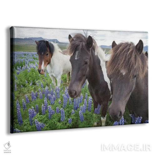 تابلو سه اسب ایسلندی در مرغزاری از گلهای لوپین نوتکا، وارمالید، اسکاگافیوردور، نوردورلاند وسترا، ایسلند اثر گارث مککورمک - نمای پرسپکتیو محصول