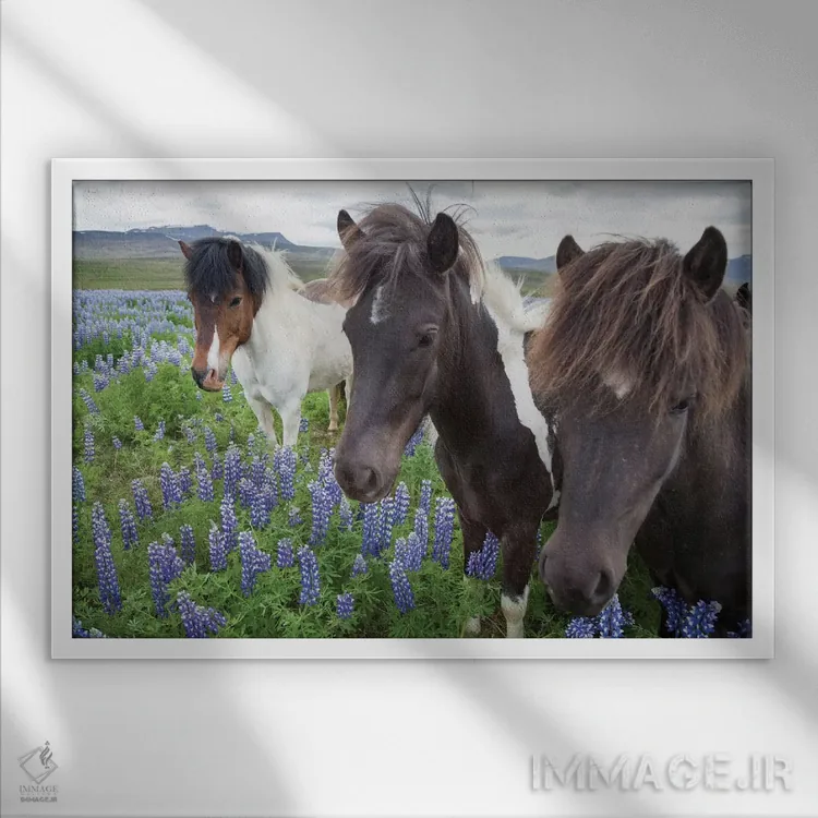 تابلو سه اسب ایسلندی در مرغزاری از گلهای لوپین نوتکا، وارمالید، اسکاگافیوردور، نوردورلاند وسترا، ایسلند اثر گارث مککورمک - نمای قابدار سفید