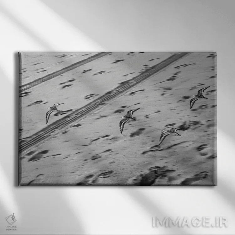 تابلو پرندگان در دریا اثر گیلیارد برسسان - نمای روبهرو روی دیوار