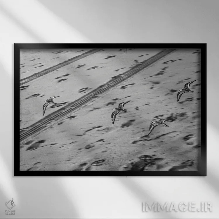 تابلو پرندگان در دریا اثر گیلیارد برسسان - نمای قابدار مشکی