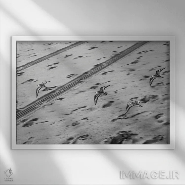 تابلو پرندگان در دریا اثر گیلیارد برسسان - نمای قابدار سفید