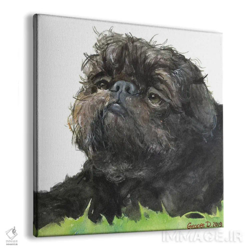 تابلو بروسل گریفون سیاه با پسزمینه سفید (نژاد سگ) اثر جورج دیاچنکو - نمای پرسپکتیو محصول