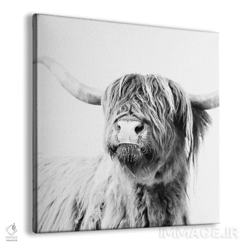 تابلو گاو کوهستانی فریدا سیاه و سفید (مربع) اثر مونیکا استریگل - نمای پرسپکتیو محصول