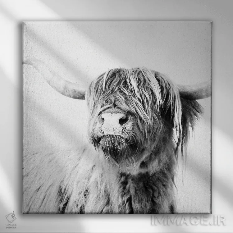 تابلو گاو کوهستانی فریدا سیاه و سفید (مربع) اثر مونیکا استریگل - نمای روبهرو روی دیوار