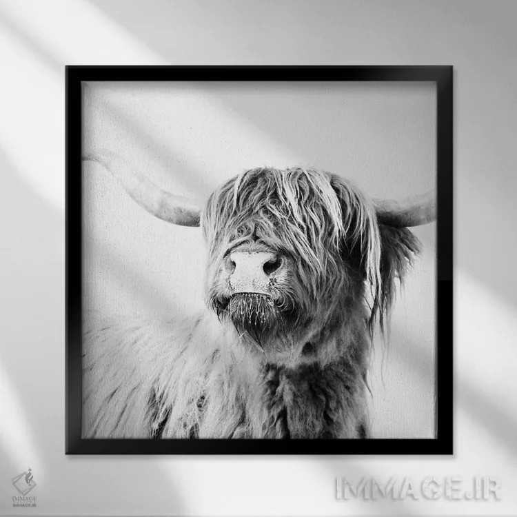 تابلو گاو کوهستانی فریدا سیاه و سفید (مربع) اثر مونیکا استریگل - نمای قابدار مشکی
