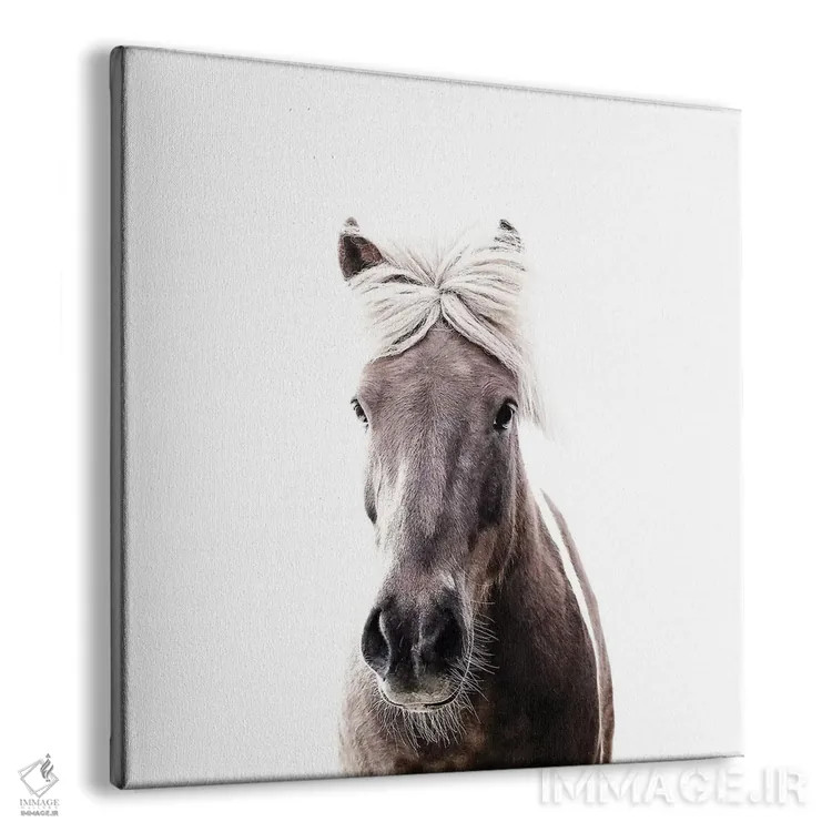 تابلو اسب ایسلندی لوسی I (مربع) اثر مونیکا استریگل - نمای پرسپکتیو محصول