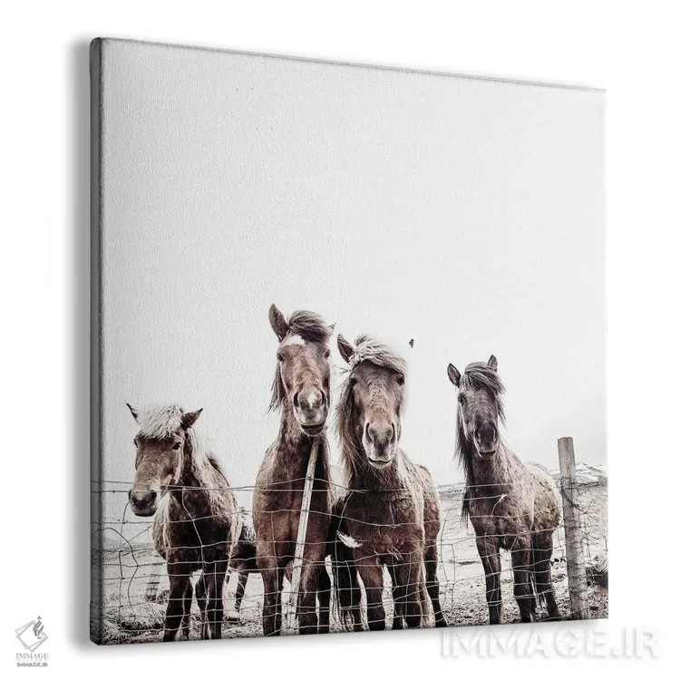 تابلو اسبهای ایسلندی فکسی و فیفی (مربع) اثر مونیکا استریگل - نمای پرسپکتیو محصول