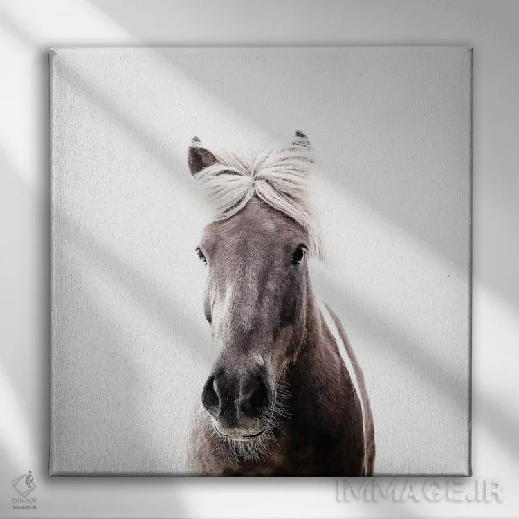 تابلو اسب ایسلندی لوسی I (مربع) اثر مونیکا استریگل - نمای روبهرو روی دیوار