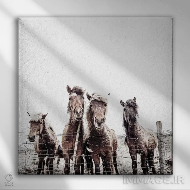 تابلو اسبهای ایسلندی فکسی و فیفی (مربع) اثر مونیکا استریگل - نمای روبهرو روی دیوار