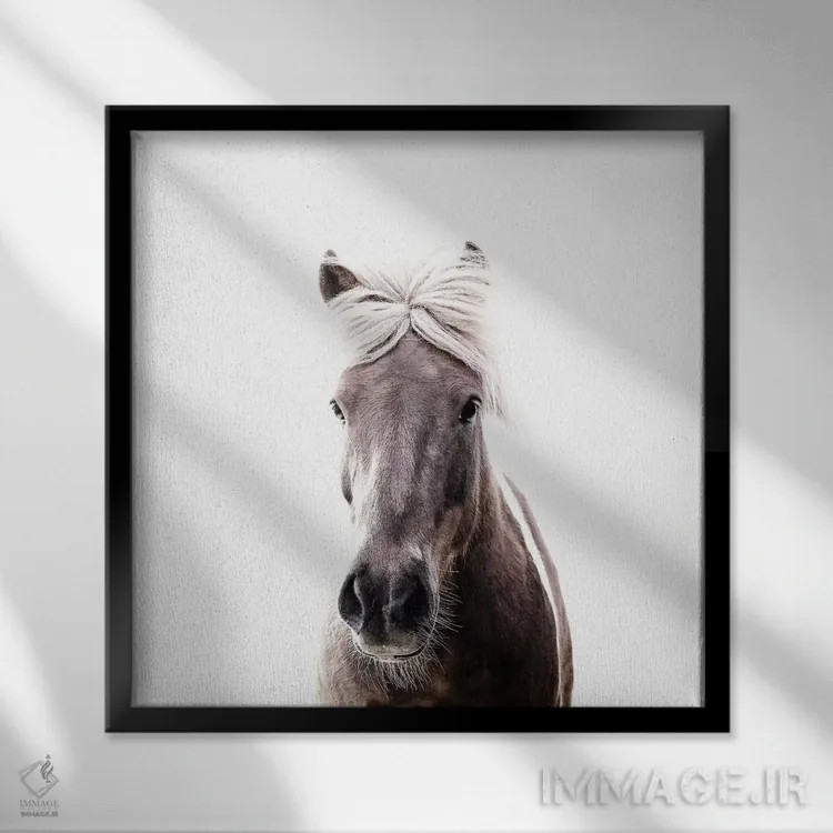 تابلو اسب ایسلندی لوسی I (مربع) اثر مونیکا استریگل - نمای قابدار مشکی