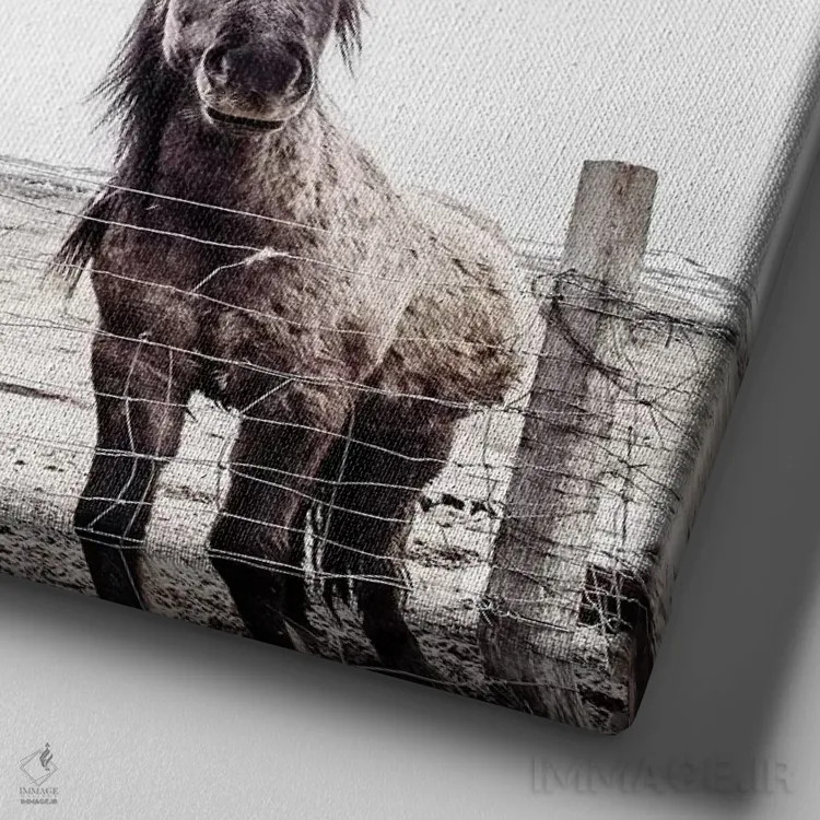 تابلو اسبهای ایسلندی فکسی و فیفی (مربع) اثر مونیکا استریگل - نمای نزدیک بافت بوم