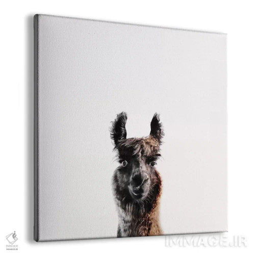 تابلو لاما جورج (مربع) اثر مونیکا استریگل - نمای پرسپکتیو محصول