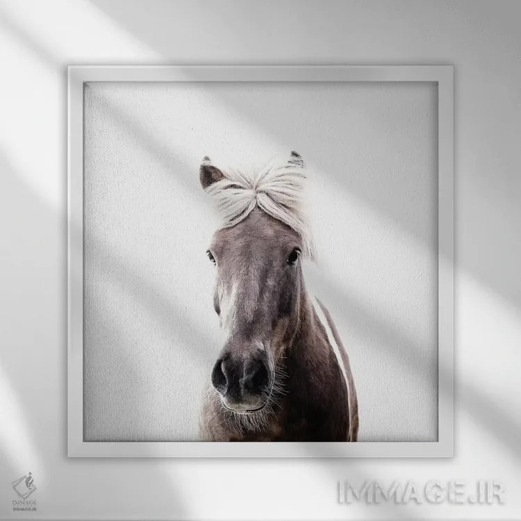 تابلو اسب ایسلندی لوسی I (مربع) اثر مونیکا استریگل - نمای قابدار سفید