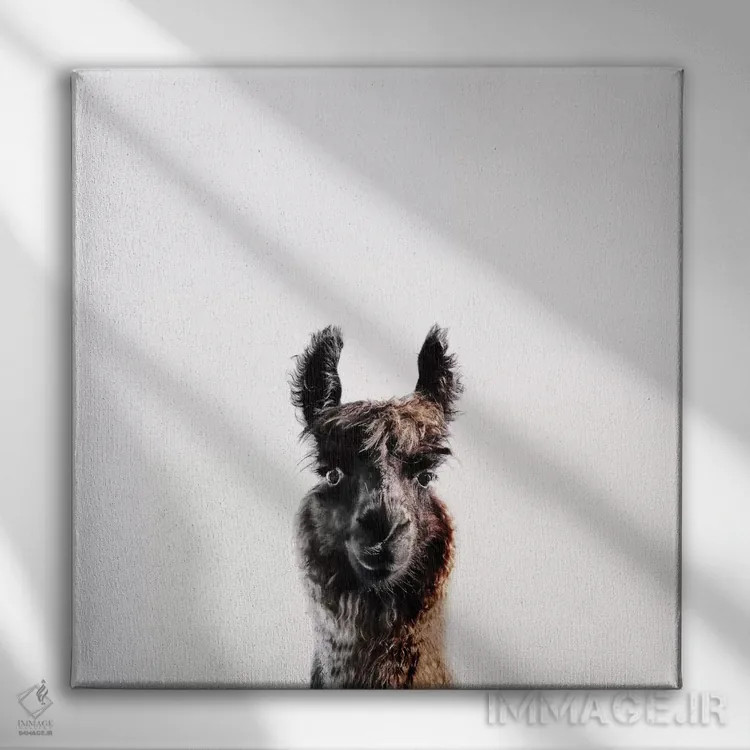 تابلو لاما جورج (مربع) اثر مونیکا استریگل - نمای روبهرو روی دیوار