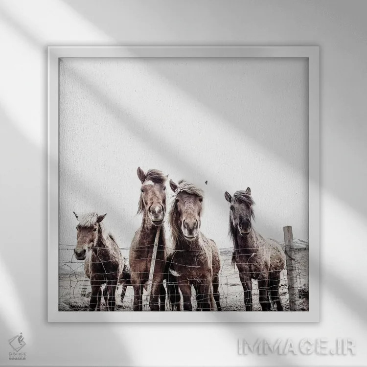 تابلو اسبهای ایسلندی فکسی و فیفی (مربع) اثر مونیکا استریگل - نمای قابدار سفید