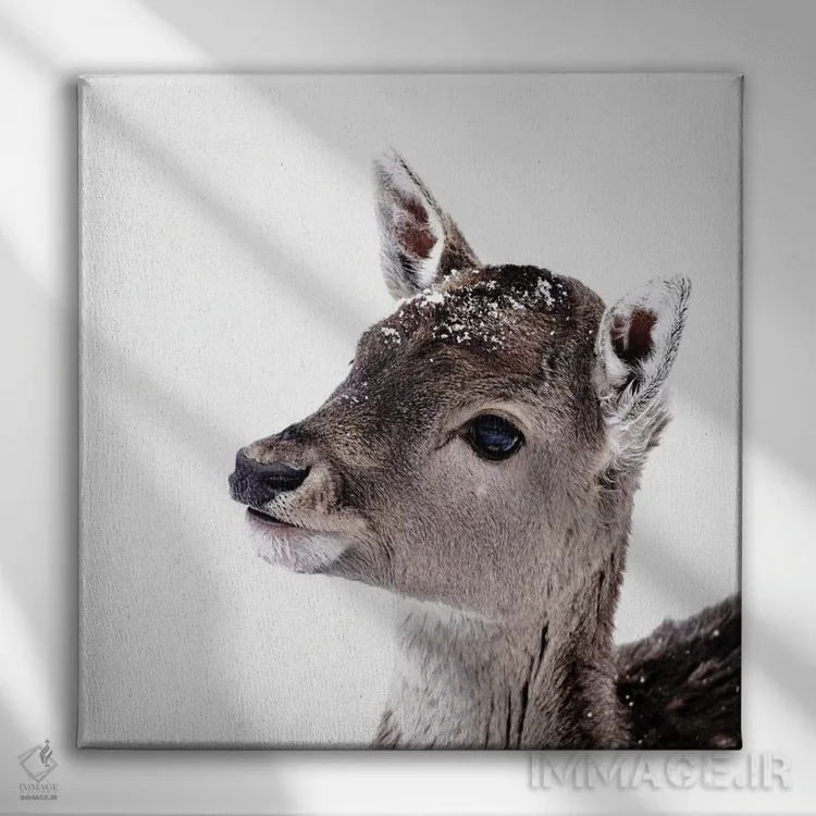 تابلو آهوچه فیونا II (مربع) اثر مونیکا استریگل - نمای روبهرو روی دیوار