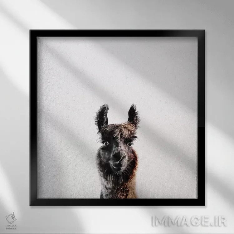 تابلو لاما جورج (مربع) اثر مونیکا استریگل - نمای قابدار مشکی