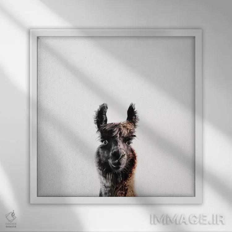 تابلو لاما جورج (مربع) اثر مونیکا استریگل - نمای قابدار سفید