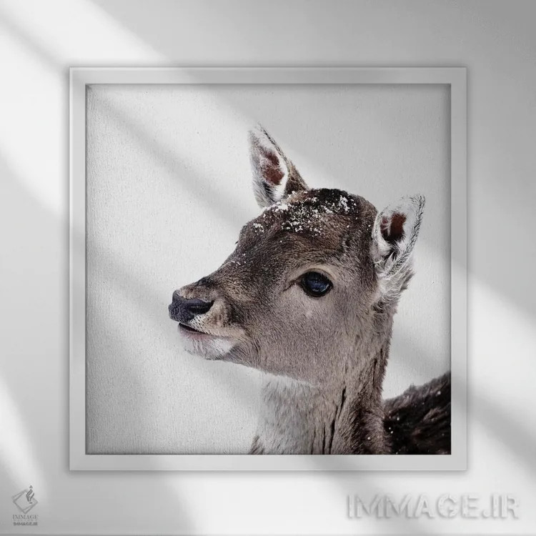 تابلو آهوچه فیونا II (مربع) اثر مونیکا استریگل - نمای قابدار سفید