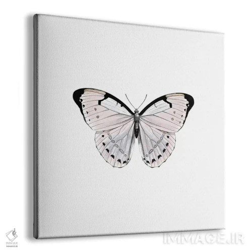 تابلو پاپیون رز (مربع) اثر مونیکا استریگل - نمای پرسپکتیو محصول