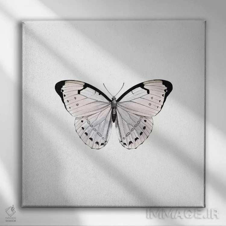 تابلو پاپیون رز (مربع) اثر مونیکا استریگل - نمای روبهرو روی دیوار