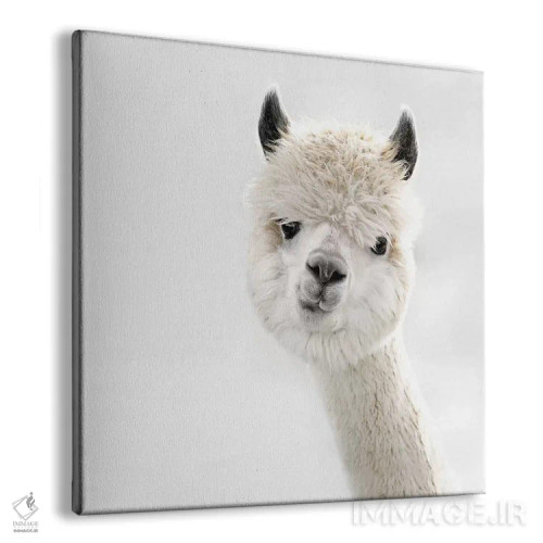 تابلو آلپاکای کنجکاو (مربع) اثر مونیکا استریگل - نمای پرسپکتیو محصول