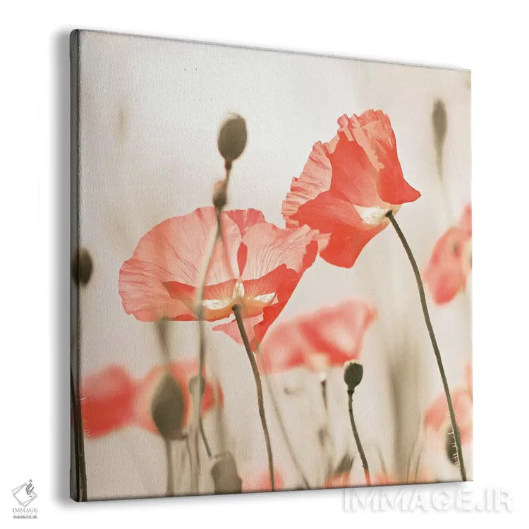 تابلو گلهای شقایق هلوئی (مربع) اثر مونیکا استریگل - نمای پرسپکتیو محصول