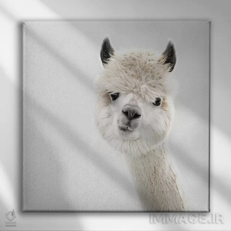 تابلو آلپاکای کنجکاو (مربع) اثر مونیکا استریگل - نمای روبهرو روی دیوار