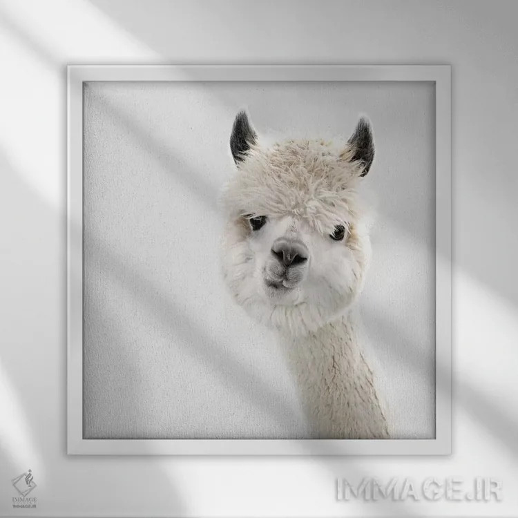 تابلو آلپاکای کنجکاو (مربع) اثر مونیکا استریگل - نمای قابدار سفید